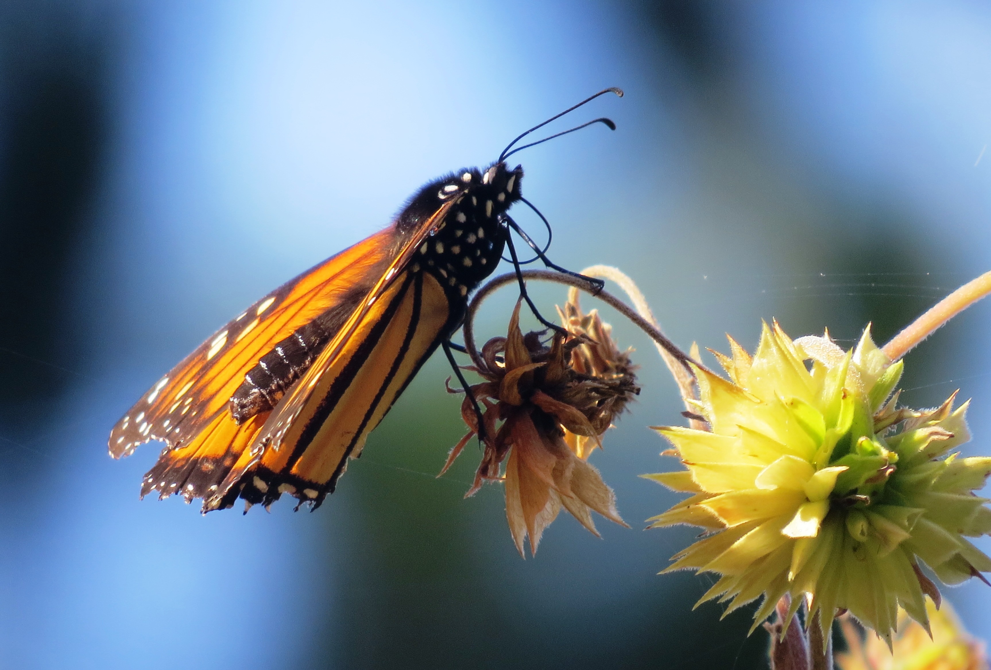 /images/butterfly-closeup.jpg